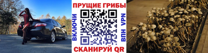 Галлюциногенные грибы Psilocybe  как найти наркотики  Болотное 